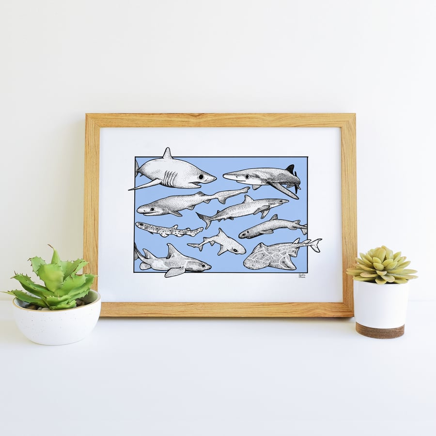 Sharks of Britain British Atlantic Shark Illustration Art Print