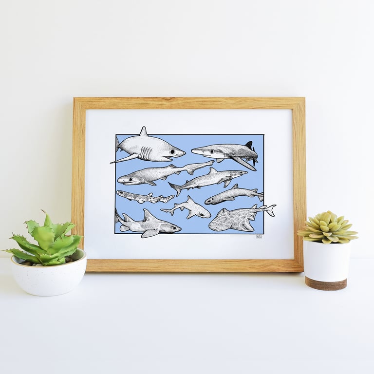 Sharks of Britain British Atlantic Shark Illustration Art Print