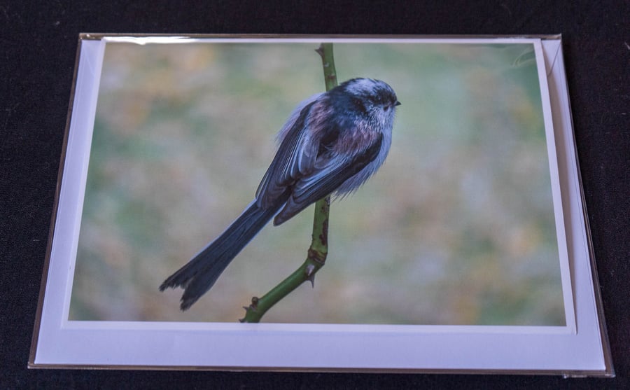 Long Tailed Tit A5 Blank Greeting Card