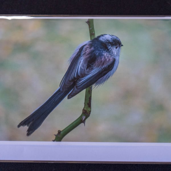 Long Tailed Tit A5 Blank Greeting Card