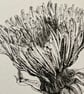 Dandelion resilience - Image 3