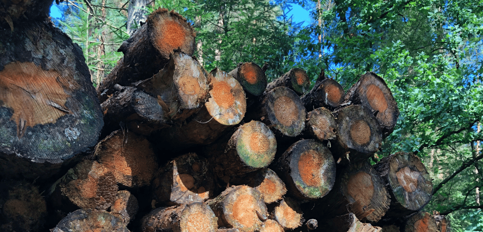 The Forest Collective