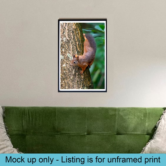Red squirrel descending print