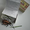 Alexander Beetle Matchbox Poem