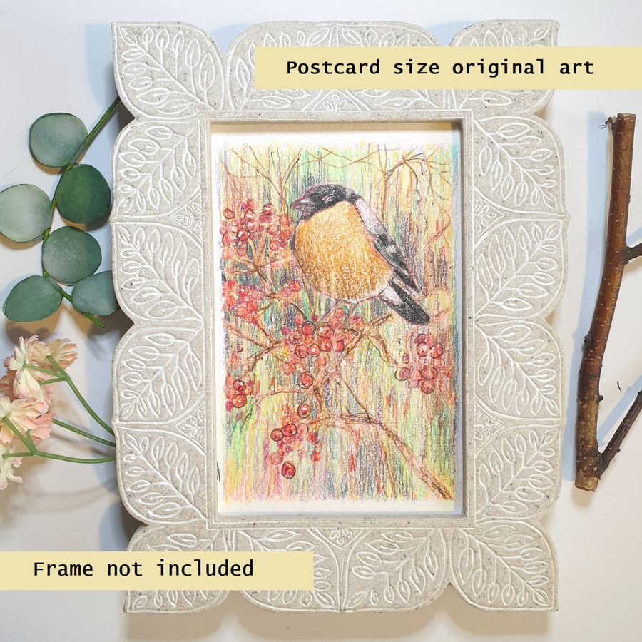 Bullfinch small original drawing, letterbox art gift