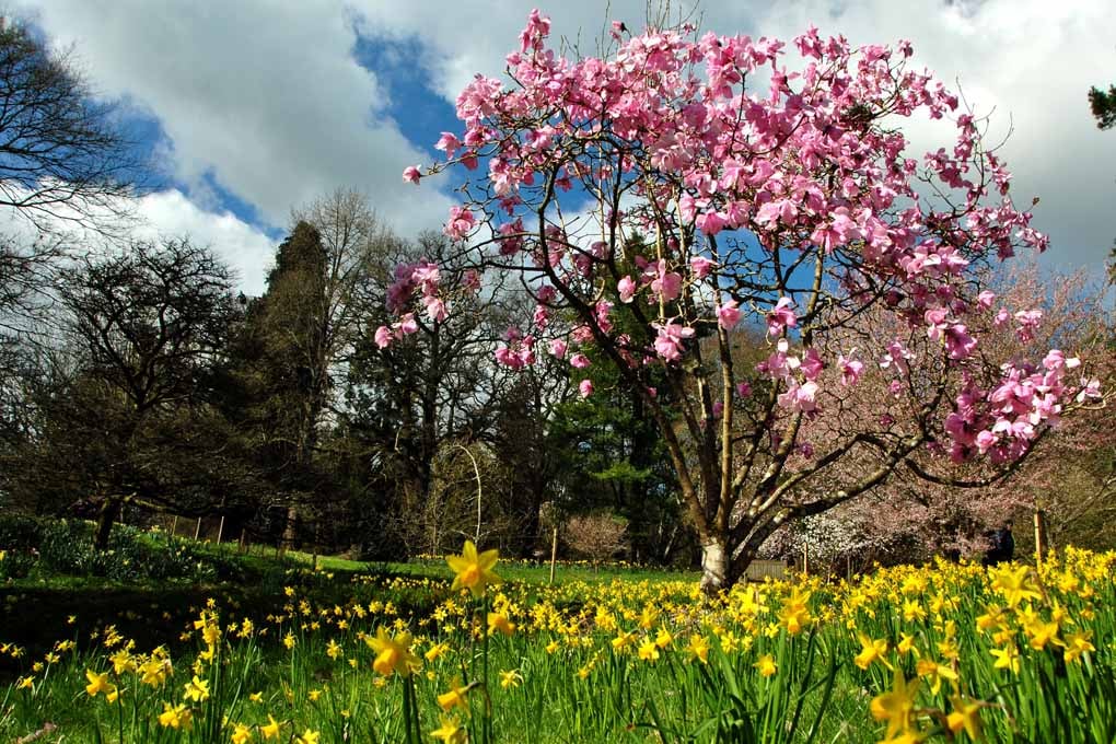 Magnolia Tree Batsford Arboretum Cotswolds UK 18"X12" Print