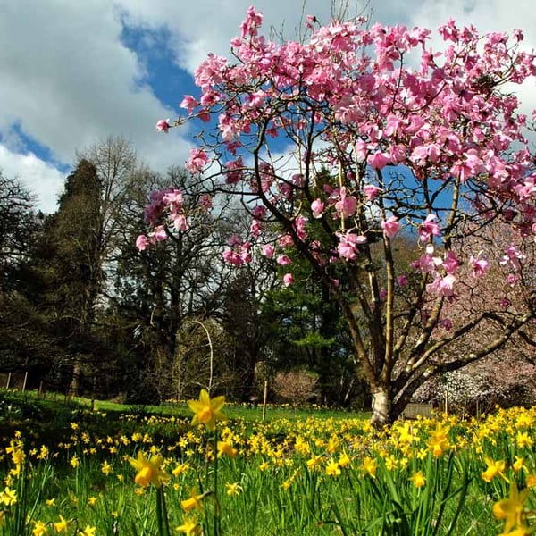 Magnolia Tree Batsford Arboretum Cotswolds UK 18"X12" Print