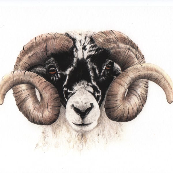 Scottish Blackface Sheep Signed Limited Edition A4 Giglee Print
