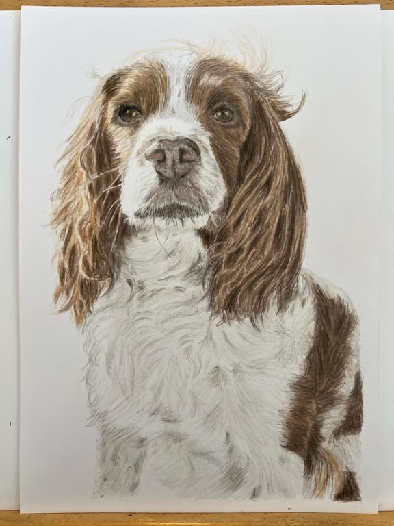 A3 Custom Pet Portrait made with Coloured Pencil