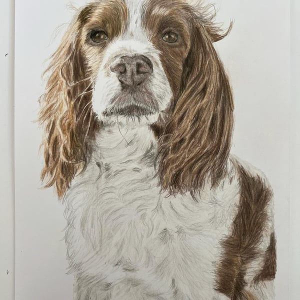 A3 Custom Pet Portrait made with Coloured Pencil