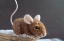 Felted Sculptures