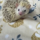 Hedgehogs cuddle fleece handling blankets for small pets. 
