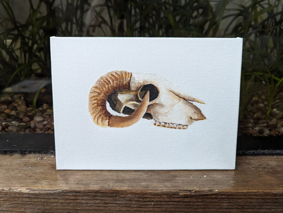 Ram Sheep Skull Acrylic Painting 
