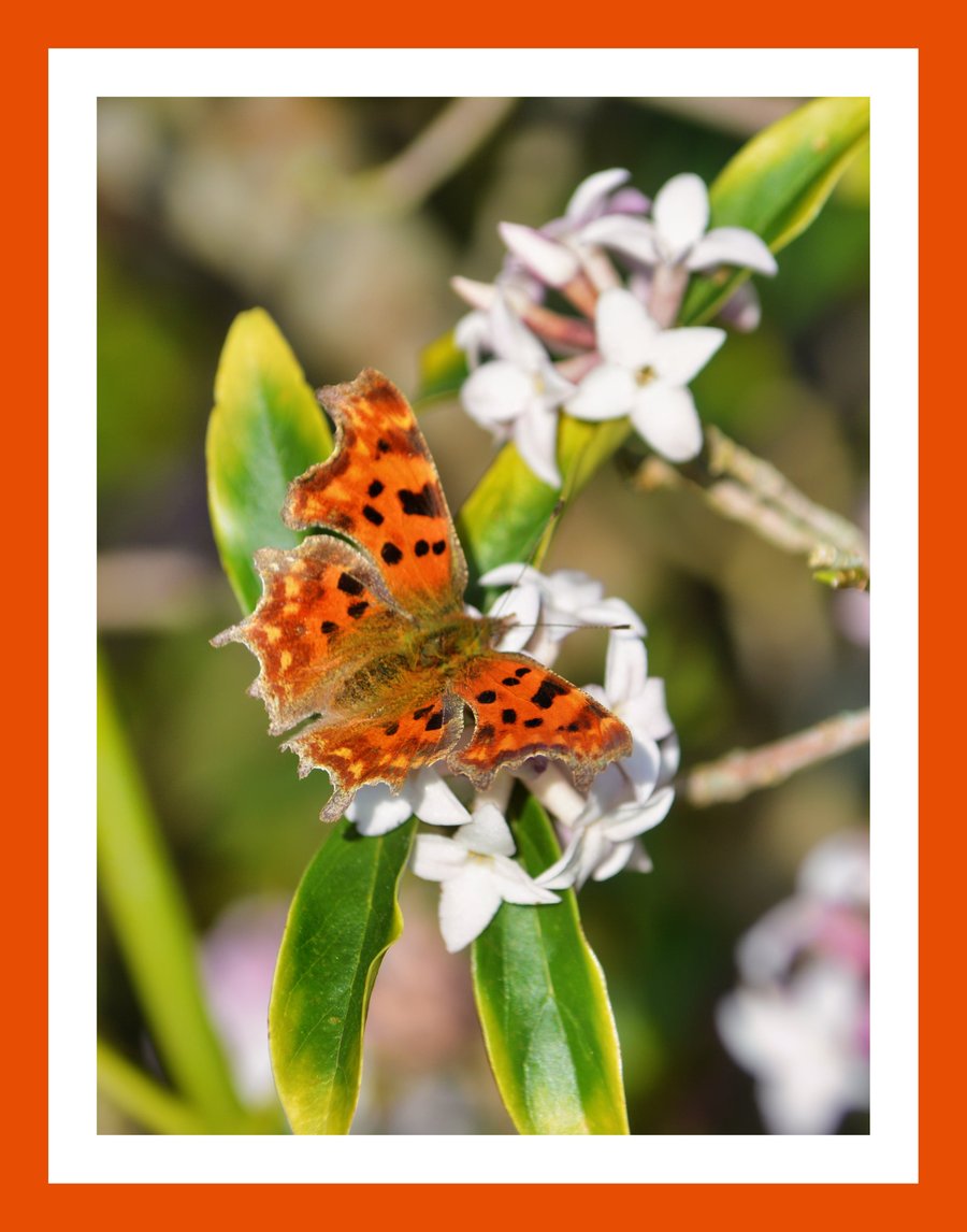 Butterfly RHS Garden Harlow Carr A5 Greeting Card March 2026