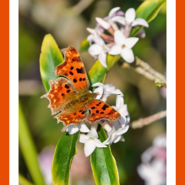 Butterfly RHS Garden Harlow Carr A5 Greeting Card March 2026