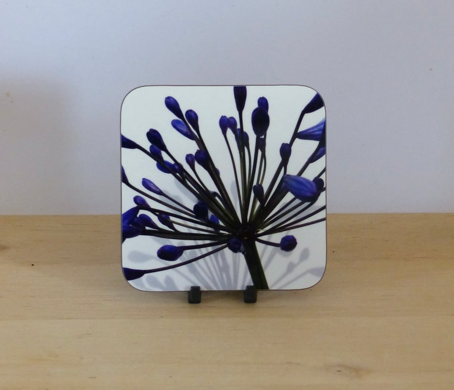 Photo Coaster - Agapanthus