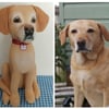 Labrador or Golden Retriever Keepsake 