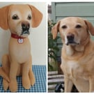 Fully personalised Gundogs