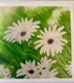 Greetings card - The White Collection - Oestrospermums