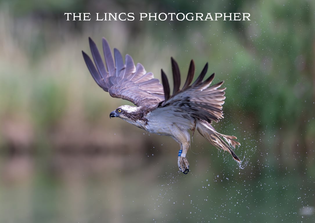 Osprey in flight print (Limited edition of 10)
