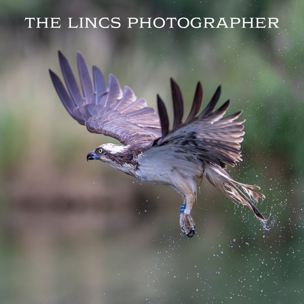 Osprey in flight print (Limited edition of 10)
