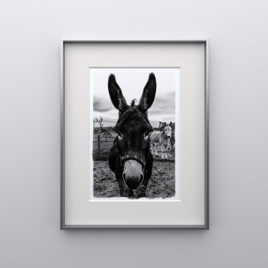 Dashing Donkey - Print in A4 or A3 Mount