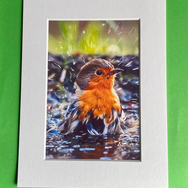 Robin Splashing Around - Photograph with White Mount and Backing Board