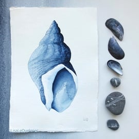 Whelk original watercolour painting illustration shell collection series