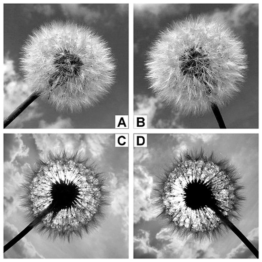 'Dandelion' - 8" x 8" black & white print