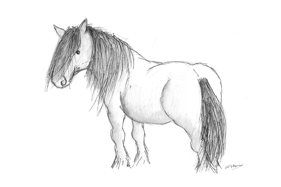 Highland Pony - signed print from original drawing with mount