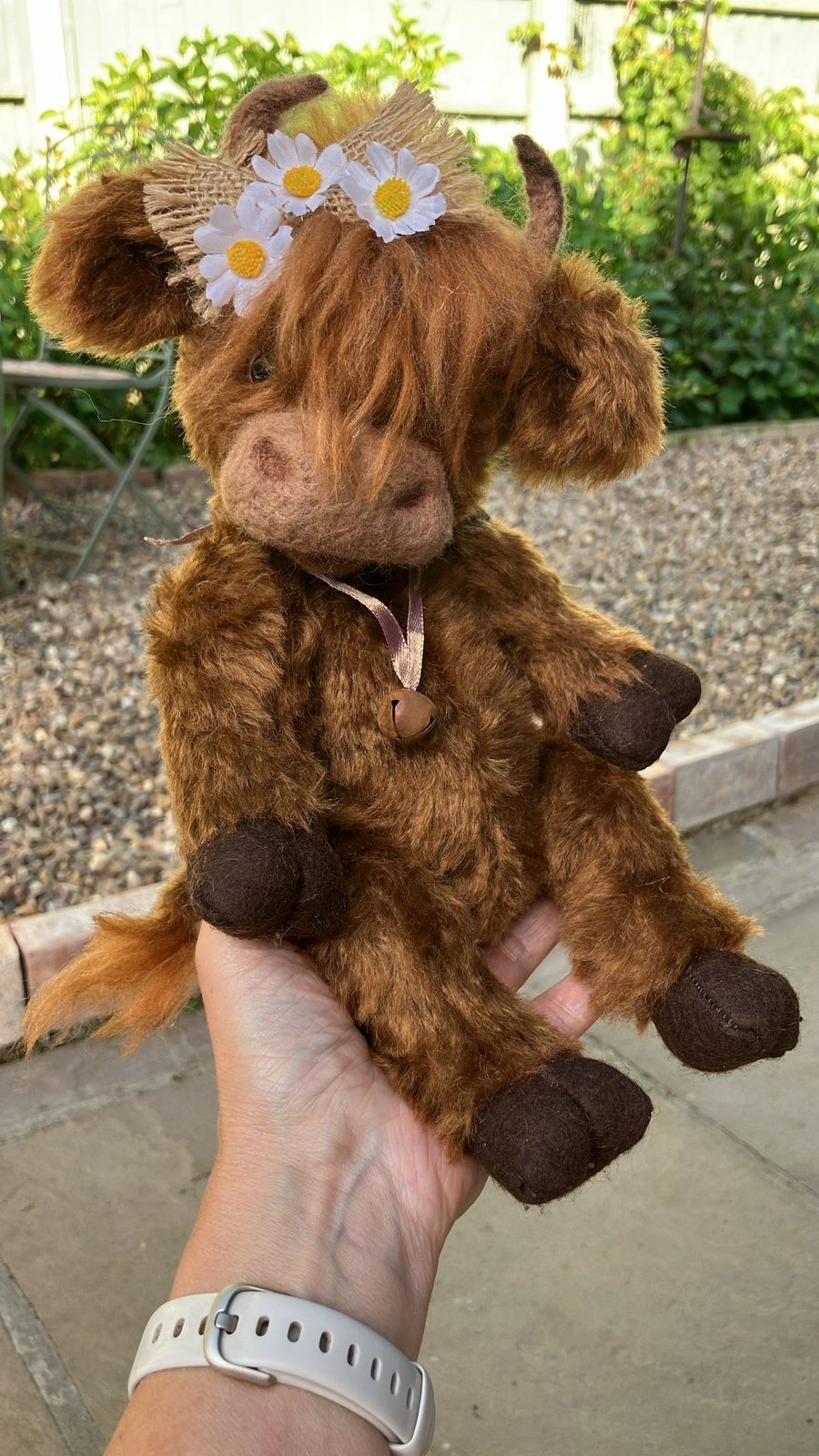 Highland cow 