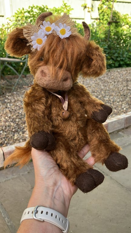 Highland cow 