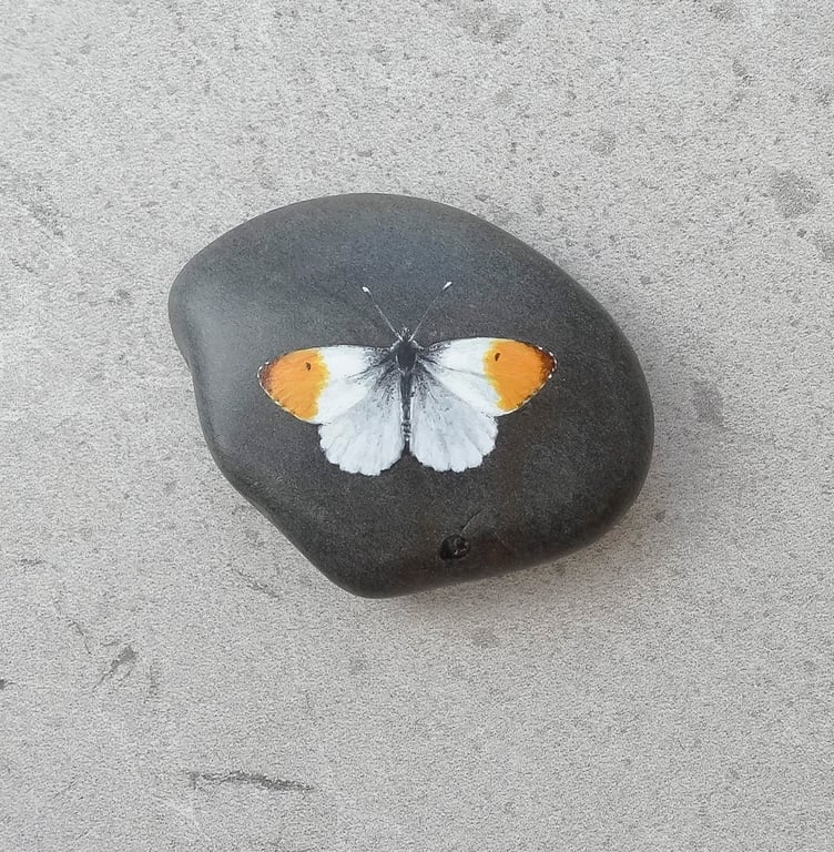 Butterfly Art  Hand Painted Stone Pebble 'Orange Tipped Butterfly'