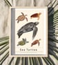 Sea Turtles Illustrated Scientific Art Print - Image 2