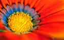 Flower Floral Photographs Prints