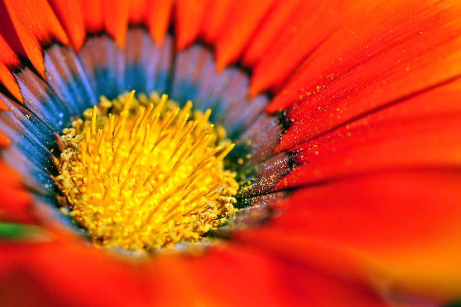 Orange Gazania African Daisies Summer Flower Photograph Print