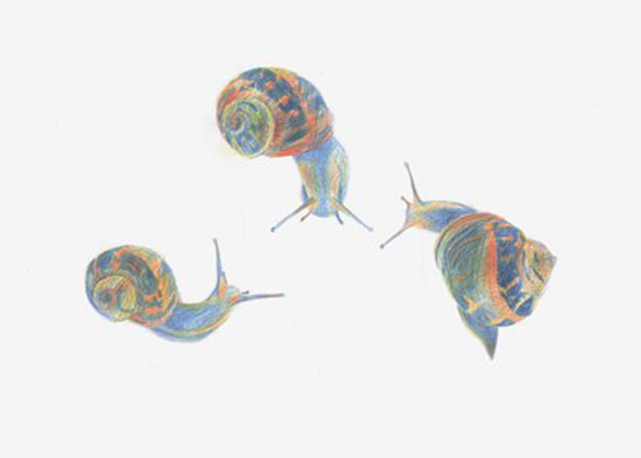 Free Postage - Three Snails Postcard
