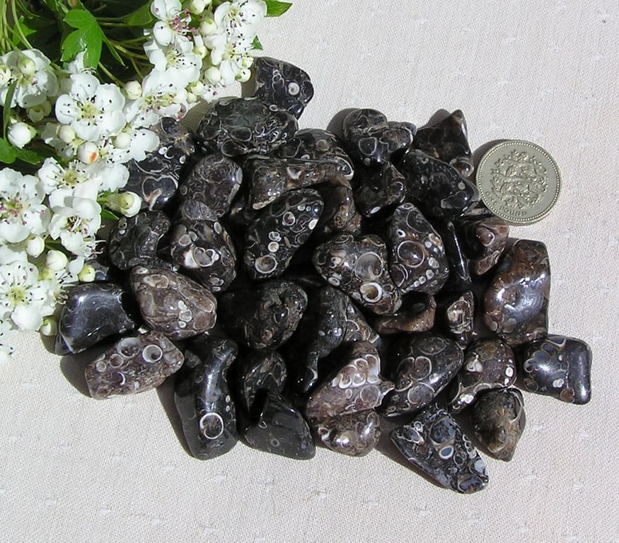 10 Turitella Agate Crystal Polished Tumblestones, Chakra, Craft, Mosaic, Grid
