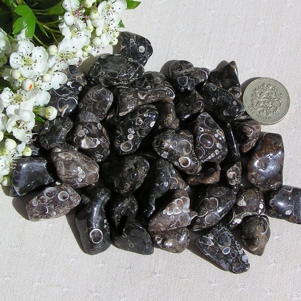 10 Turitella Agate Crystal Polished Tumblestones, Chakra, Craft, Mosaic, Grid