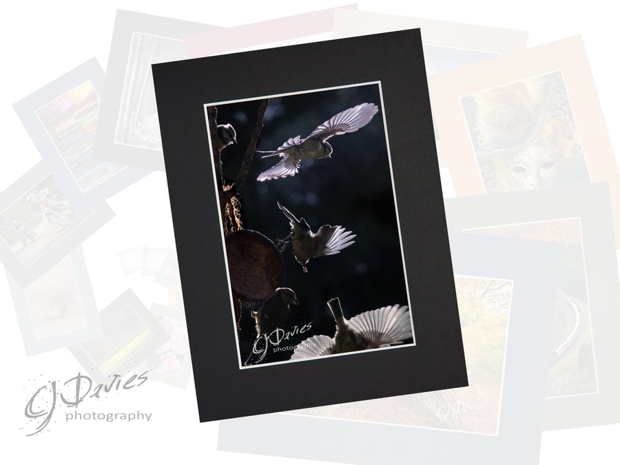 CJ244 - Morning chaos