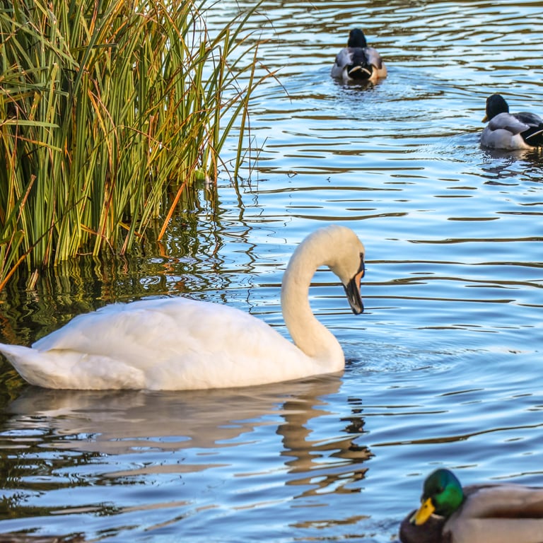 Photographic Greetings Card featuring A Mute Swan on a lake,  