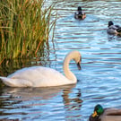 Photographic Greetings Card featuring A Mute Swan on a lake,  