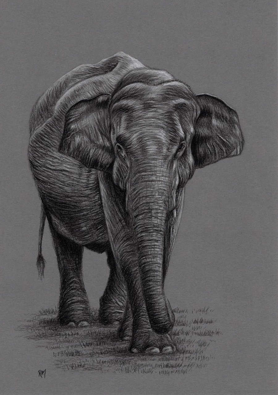 A4 Charcoal Drawing of an Elephant
