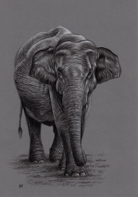 A4 Charcoal Drawing of an Elephant