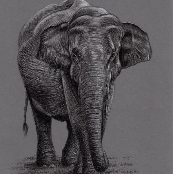 A4 Charcoal Drawing of an Elephant