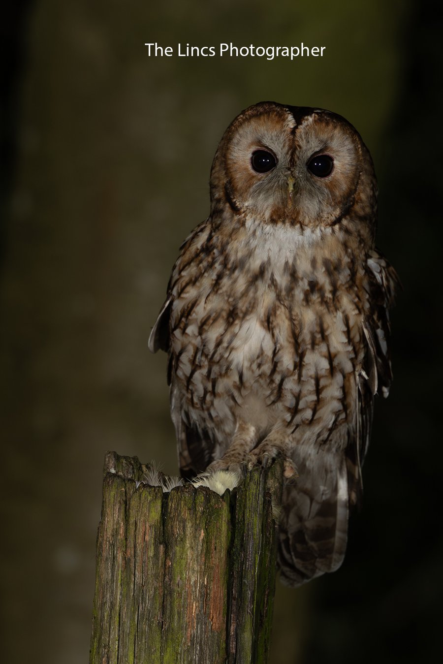 Tawny Owl print (Limited edition of 10)