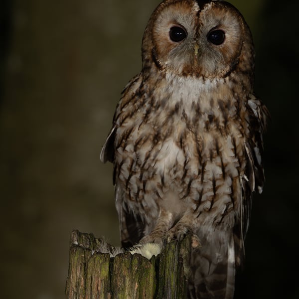 Tawny Owl print (Limited edition of 10)