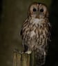 Tawny Owl print (Limited edition of 10)
