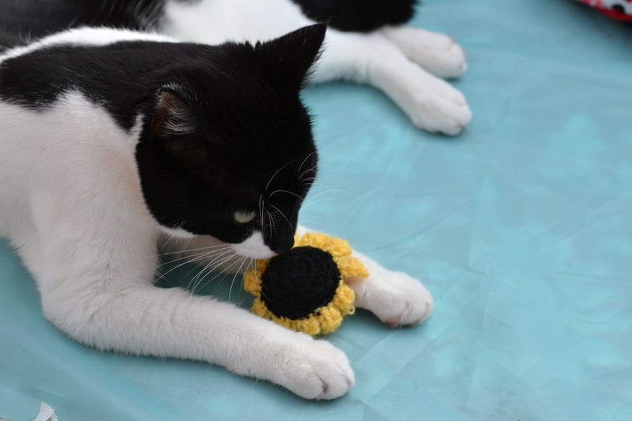 Sunflower Cats Kittens Play Toy