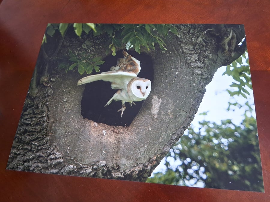 BARN OWL PHOTOGRAPH 16x12
